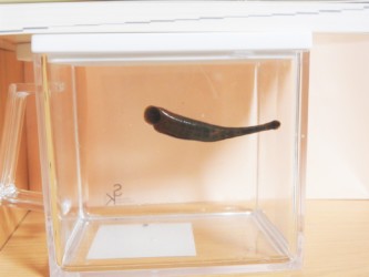 プラ板に尻尾を吸いつけて伸びる