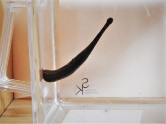 プラ板に尻尾を吸いつけて立ち上がる