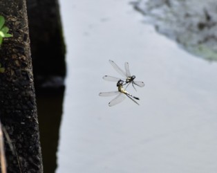 シオカラトンボ交尾態になろうとする