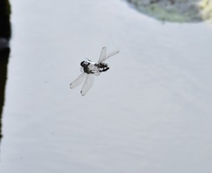 交尾態になれない