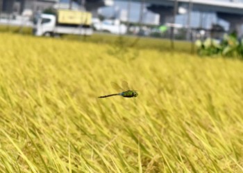 稲穂の上を飛翔