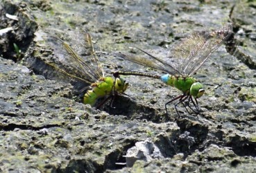 地割れの隙間に入り込んで産卵