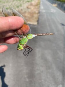 助けたメス