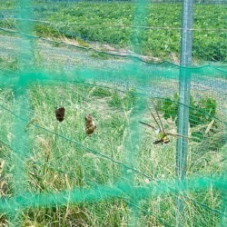 クモに捕まったギンヤンマのオスとメス