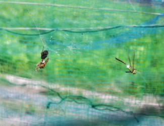 クモに捕まったギンヤンマのオスとメス