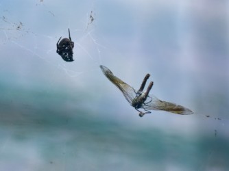 クモの糸に巻かれたメス