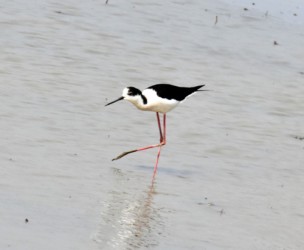長い足なので独特の歩き方