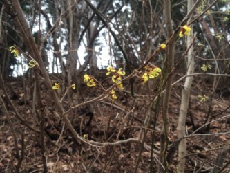 マンサク(マルバマンサクかも)