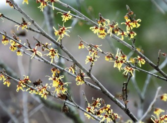 マルバマンサク