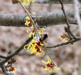 マルバマンサク