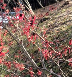 変わり種のマンサク(園芸種か)