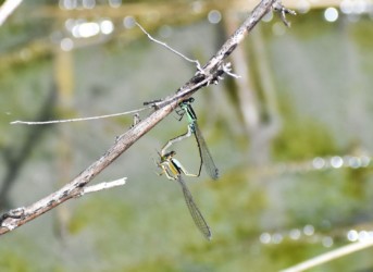 アオモンイトトンボの交尾態
