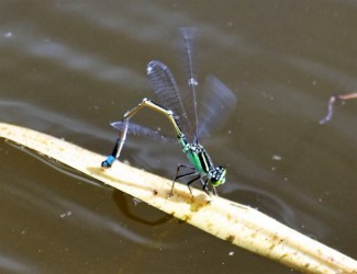 アオモンイトトンボの埋め込み産卵