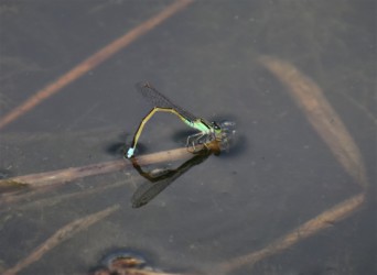 アオモンイトトンボの埋め込み産卵