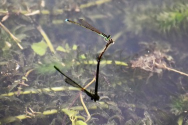 アジアイトトンボのオス