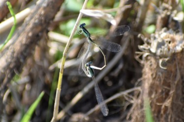 アジアイトトンボの交尾態