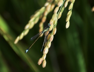 アオモンがアジアを狩る
