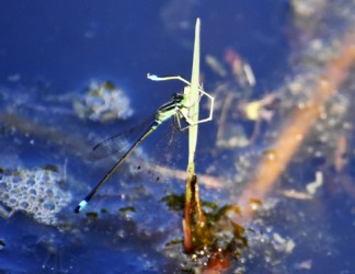 アオモンがアジアを狩る