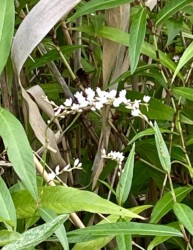 白いサクラタデ