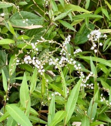 白いサクラタデ