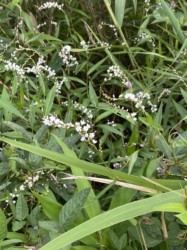 白いサクラタデ