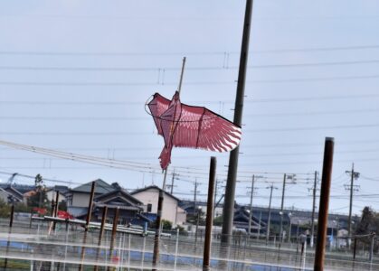 飛島村の養殖池のトビ凧