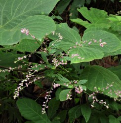 ヌスビトハギの花