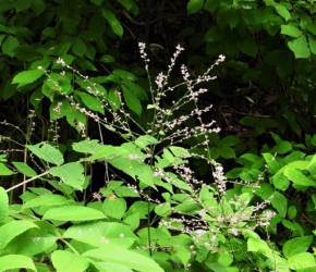 ヌスビトハギの花