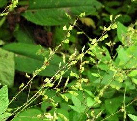 ヌスビトハギの実