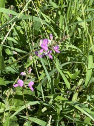 アレチノヌスビトハギの花