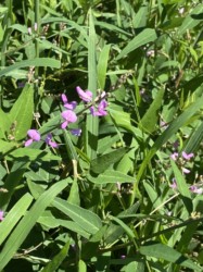 アレチノヌスビトハギの花