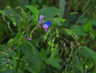 アレチノヌスビトハギの花と実