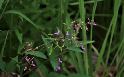アレチノヌスビトハギの花と実