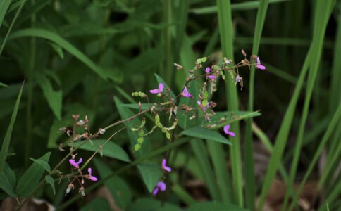 アレチノヌスビトハギの花と実