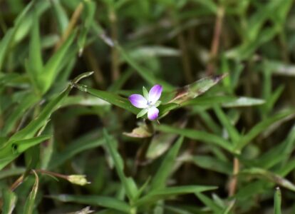 イボクサの花