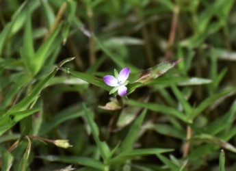 イボクサの花