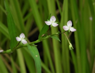 イボクサの花と実