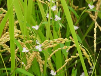 稲穂の間で咲くイボクサの花