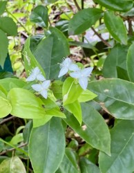 トキワツユクサの花