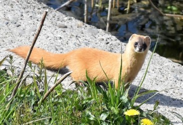 なんだと不思議がるイタチ