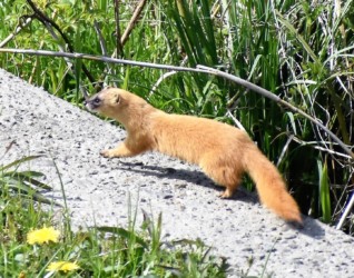 逃げようとするイタチ