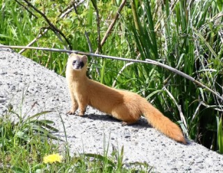 振り返って確かめようとするイタチ
