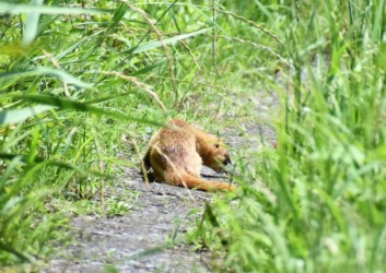 獲物のカメに挑戦中