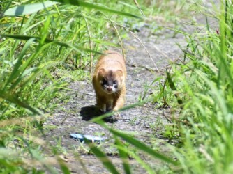 俺の邪魔するな 野生の目で睨む