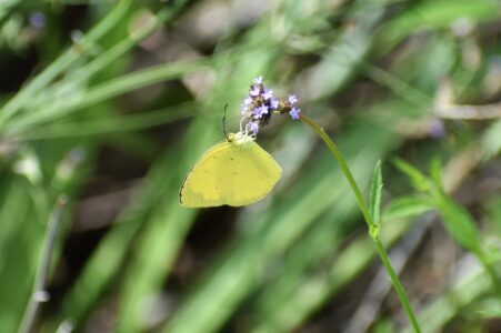 アレチハナガサの花の蜜を吸う