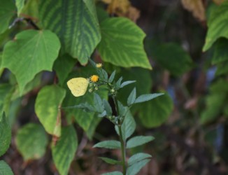 センダングサの花の蜜を吸う