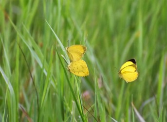 交尾中のメスを奪う機会を伺うオス