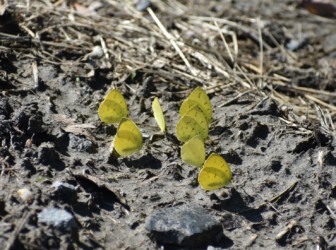 泥の上で吸水中