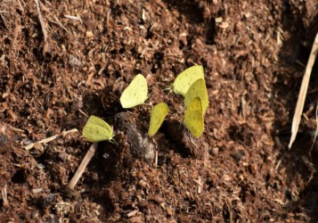 堆肥の上で吸水中