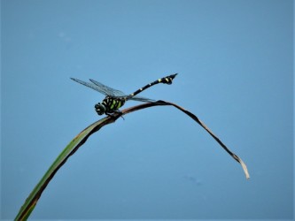 止まっているウチワトンボ